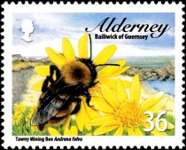 Tawny Mining Bee (Andrena fulva)