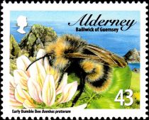 Early Bumble Bee (Bombus pratorum)