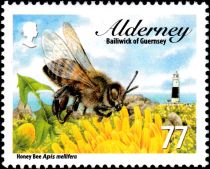 Honey Bee (Apis mellifera)