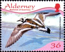 Ruddy Turnstone (Arenaria interpres)