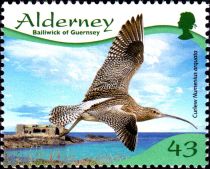 Eurasian Curlew (Numenius arquata)