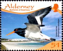 Eurasian Oystercatcher (Haematopus ostralegus)