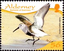 Dunlin (Calidris alpina)