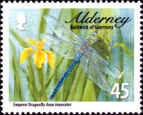 Emperor Dragonfly (Anax imperator)