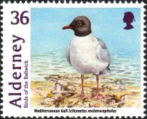 Mediterranean Gull (Ichthyaetus melanocephalus)