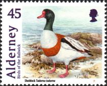 Shelduck (Tadorna tadorna)