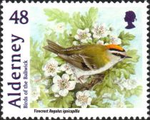 Common Firecrest (Regulus ignicapillus)