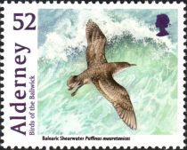 Balearic Shearwater (Puffinus mauretanicus)