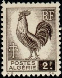 Gallic Cock (Gallus gallus domesticus)