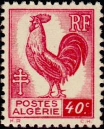 Gallic Cock (Gallus gallus domesticus)