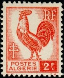 Gallic Cock (Gallus gallus domesticus)