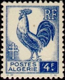 Gallic Cock (Gallus gallus domesticus)