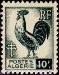 Gallic Cock (Gallus gallus domesticus)