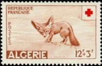 Fennek (Fennecus zerda)