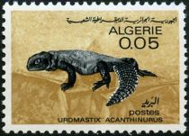 North African Spiny-tailed Lizard (Uromastix acanthinurus)