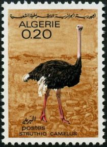 Common Ostrich (Struthio camelus)