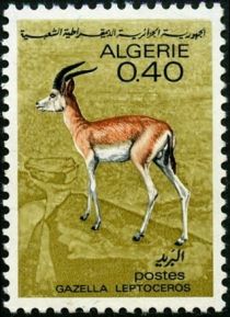 Slender-horned Gazelle (Gazella leptoceros)