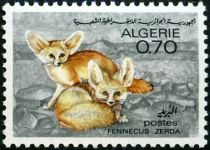 Fennek (Fennecus zerda)