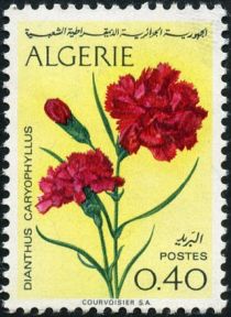 Carnation (Dianthus caryophyllus)