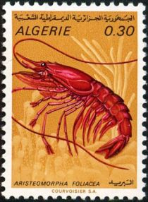 Giant Red Shrimp (Aristeomorpha foliacea)