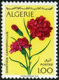 Carnation (Dianthus caryophyllus)