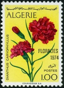 Carnation (Dianthus caryophyllus)