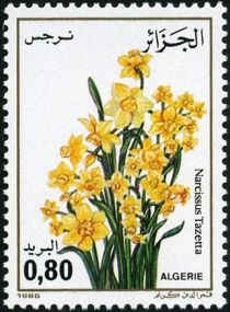 Narcissus (Narcissus tazetta)