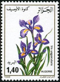 Iris (Iris unguicularis)