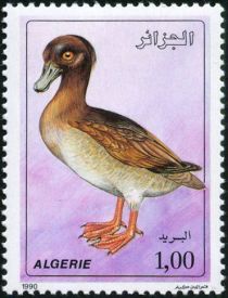 Domestic Duck (Anas platyrhynchos domestica)