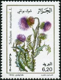 Sylibum Marianum L. (Blessed Milkthistle)