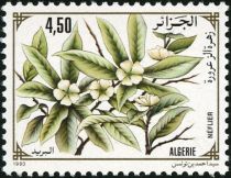 The Medlar Tree (Eriobotrya Japonica)