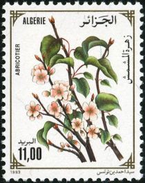 The Apricot Tree (Prunus Armeniaca)