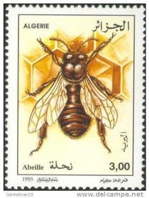 Honey Bee (Apis mellifera)