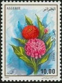 Zinnias