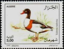 Common Shelduck (Tadorna tadorna)