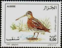 Common Snipe (Gallinago gallinago)