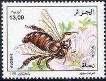 Honey Bee (Apis mellifera)