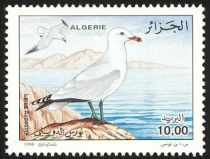 Audouin's Gull (Larus audouinii)