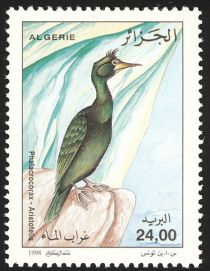 European Shag (Phalacrocorax aristotelis)