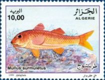 Striped Red Mullet (Mullus surmuletus)