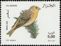 European Serin (Serinus serinus)