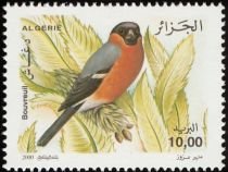 Eurasian Bullfinch (Pyrrhula pyrrhula)