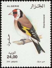 European Goldfinch (Carduelis carduelis)