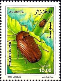 Drugstore Beetle (Stegobium paniceum)