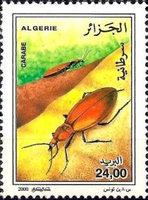 Carabus (Carabus sp.)