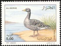 Graylag Goose (Anser anser)