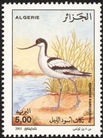 Pied Avocet (Recurvirostra avosetta)