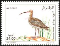 Eurasian Curlew (Numenius arquata)