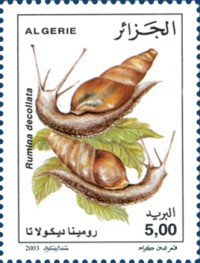 Decollate Snail (Rumina decollata)