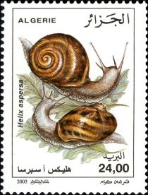 Common Garden Snail (Helix aspersa)